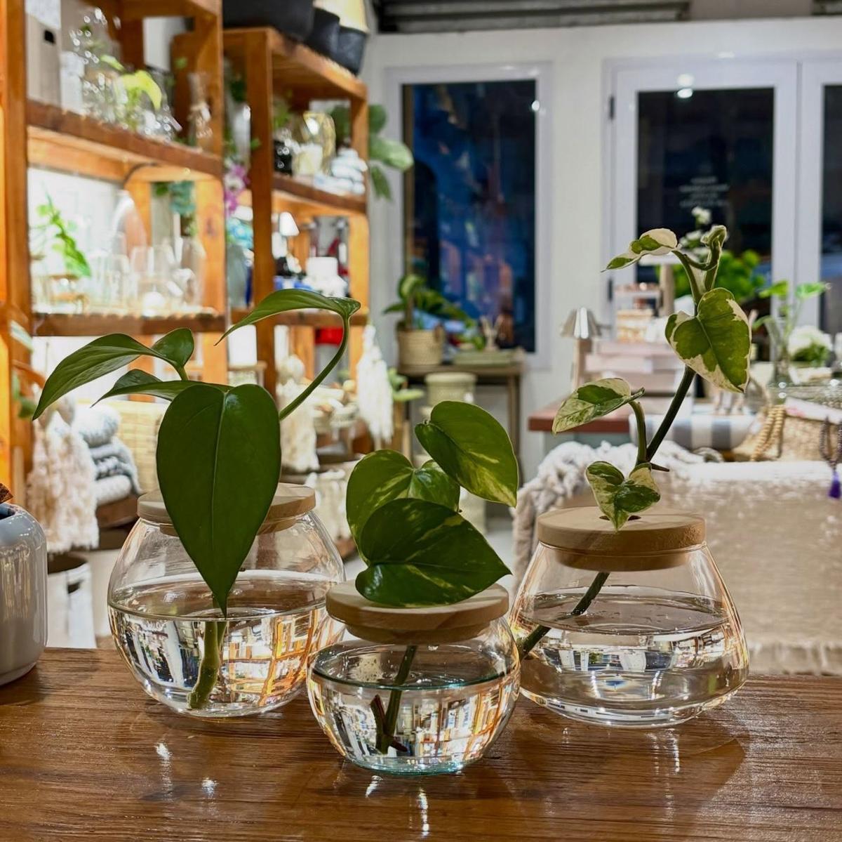 Hidroterrarios con plantas
